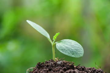 Young plant growth on neutral green background - Agriculture new plant seeding growing on soil in the garden