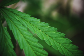 Cannabis leaf marijuana plant tree growing on dark background / Hemp leaves