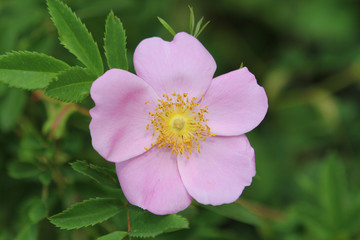 beautiful pink flower of wild rose on a background of green