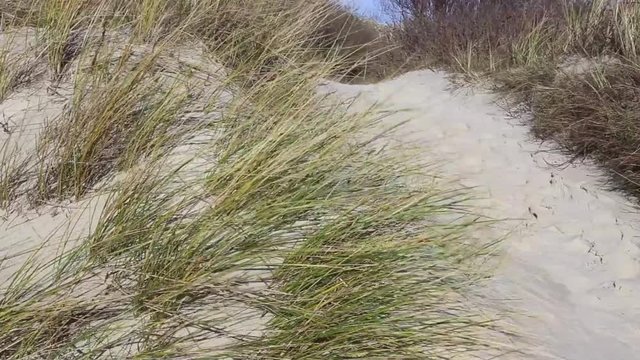Marram grass swaying in strong wind, full HD video