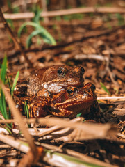 frog in grass