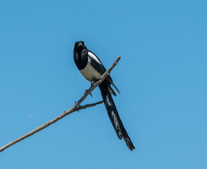 Magpie poses on bare branch