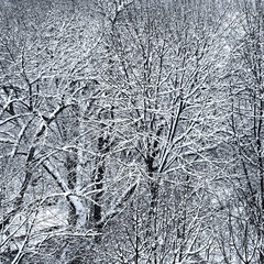 arbres sous la neige, auvergne, france. Col des goules
