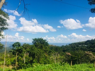 landscape with trees and blue sky