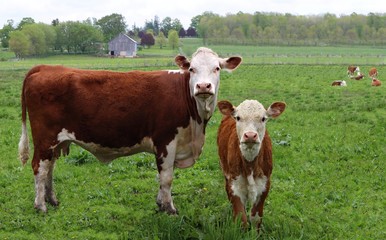 Newborn Hereford calf standing in the field with cow 