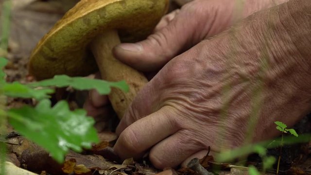 Man picking cep mushroom