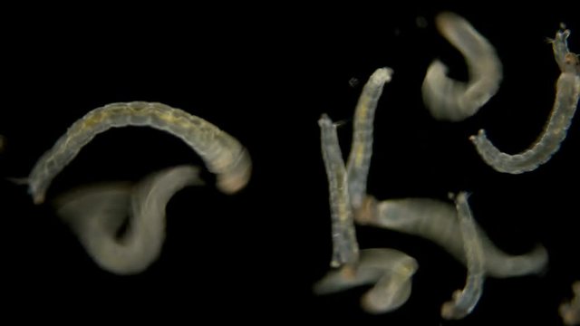 many mosquito larvae under the microscope, a lot of mosquito larvae under a microscope, randomly moving and twisting like worms, is fish food, fishing bait and a very annoying insect for humans