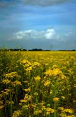 Butterweed growing in Indiana fields.jpg