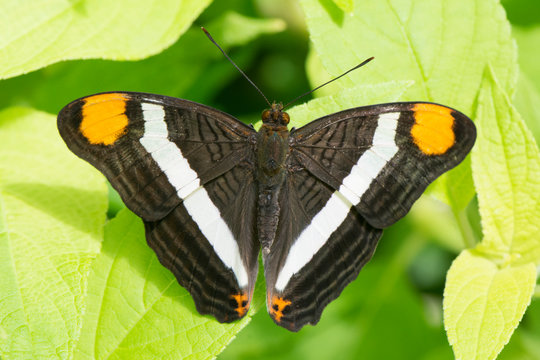 Butterfly 2019-36 / Band-celled Sister (Adelpha Fessonia)