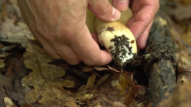 Man picking cep mushroom
