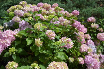 hydrangea macrophylla spring multicolored flowers on background of green foliage