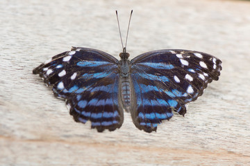 Butterfly 2019-38 / Royal Blue Butterfly (Myscelia ethusa) With a broken wing