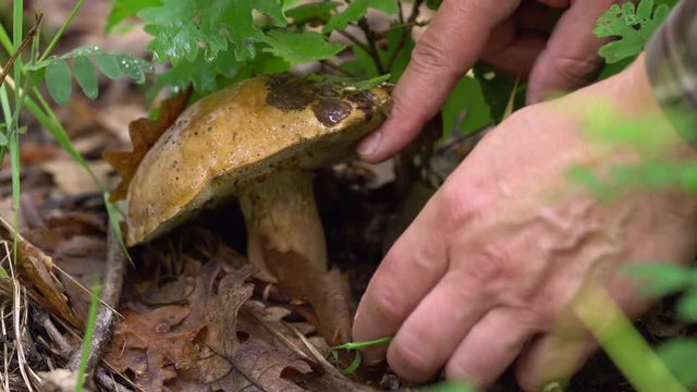 Man picking cep mushroom
