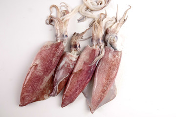 Fresh squid isolated on white background.