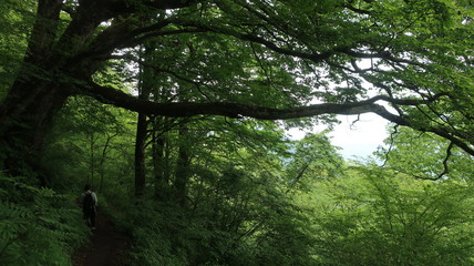 Obraz premium 山道を歩く老人