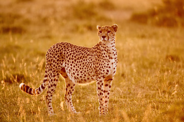 Beautiful cheetah (Acinonyx jubatus photographrd iagainst the light.