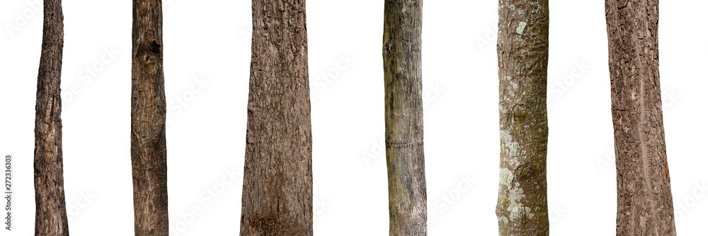 Poster isolated tree trunk collection on white background.