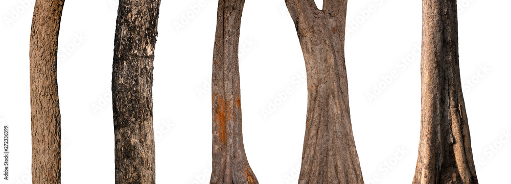Poster isolated tree trunk collection on white background.