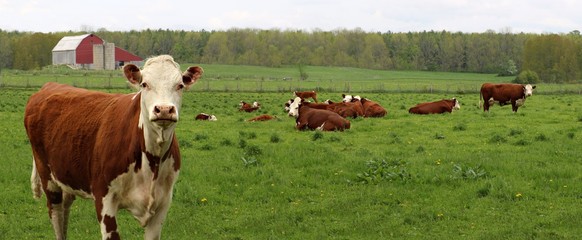 Hereford cow standing in front of the rest of the herd and calves