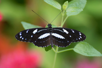 Butterfly 2019-39 / Black and white spotted butterfly