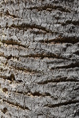 Palm bark close up texture