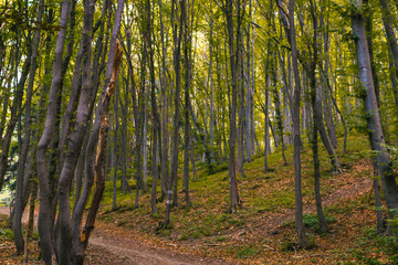 Fototapete bei efototapeten.de bestellen   