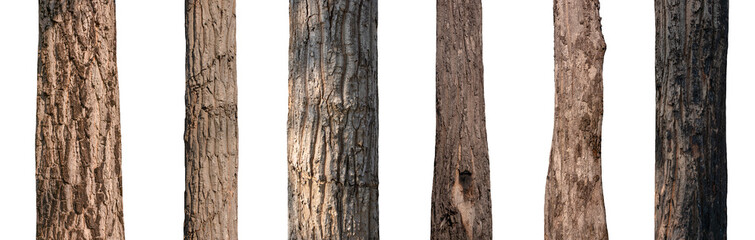 isolated tree trunk Collection on White background.