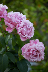 Blooming Memorial Day Rose