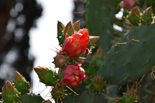red opuntia humifusa with bee