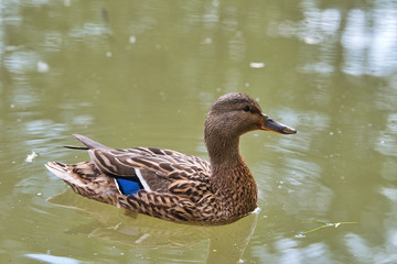 Mallard floating on lake. Female of wild duck (Anas platyrhynchos)