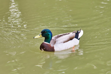 Mallard floating on lake. Male of wild duck (Anas platyrhynchos)