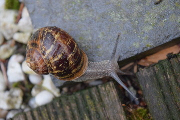 Close up of a land snail with brown shell on a grey stone. Backyard gastropod. Concept for snail mail, slow process. 