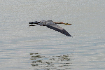 Obraz premium Great Blue Heron in Flight