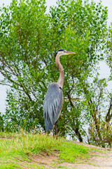 Fototapeta premium Great Blue Heron Standing in Grass