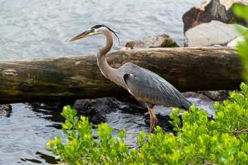 Great Blue heron Wading
