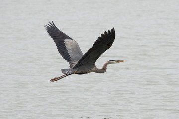 great blue heron in flight