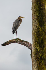 great blue heron in tree