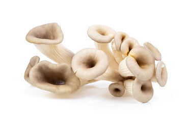 oyster mushroom isolated on white background . full depth of field