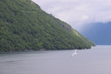 Bird flying on top of water, with green mountain in the background. Norwegian fjord on a cloudy and rainy day. Bright green trees.