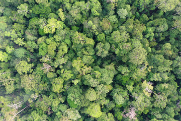 Naklejka premium Rainforest trees forest aerial photo