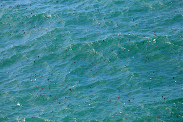 Guillemots and Razorbills floating on the sea in Pembrokeshire