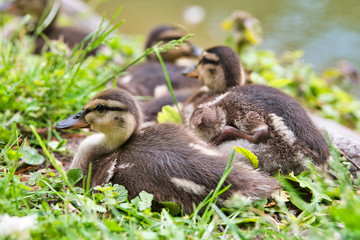 Group of ducklings mallards on grass