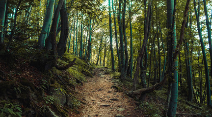 forest path landscape, beautiful nature in Bulgarian mountain