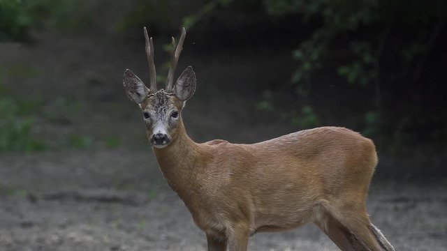 Roebuck grazing