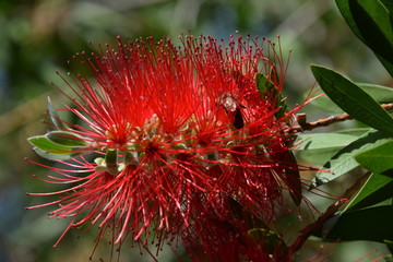 bottlebrush callistemon red flower with green leaves