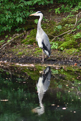 Graureiher am Fluss