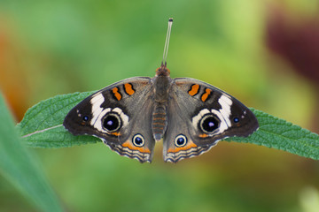 Butterfly 2019-45 / Common Buckeye Butterfly  (Junonia coenia)