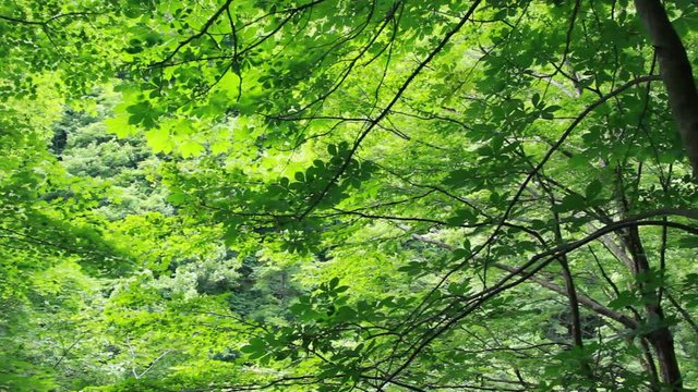 新緑　風に揺れる木々　森林
