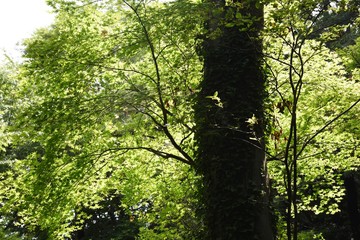 Fresh green of the natural park in early summer.