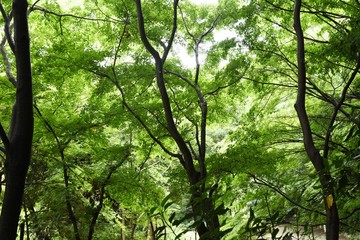 Fresh green of the natural park in early summer.